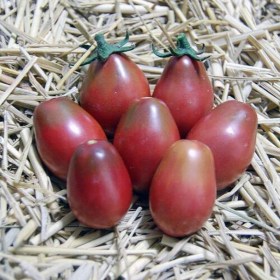 Evan's Purple Pear paradicsom - Paradicsom különlegességek az Egzotikus Növények Stúdiója kínálatából